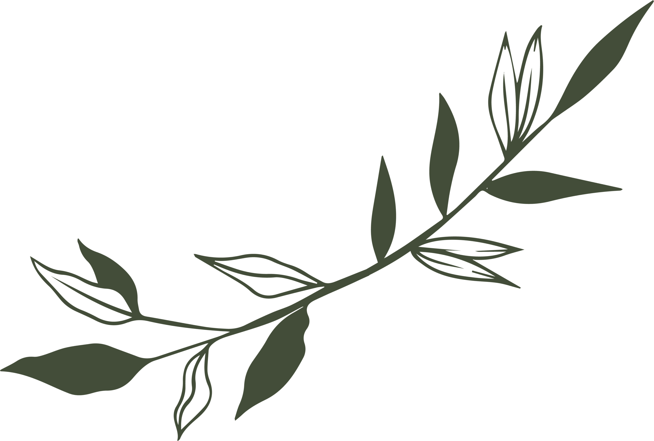 Vegetal 2 Scaled